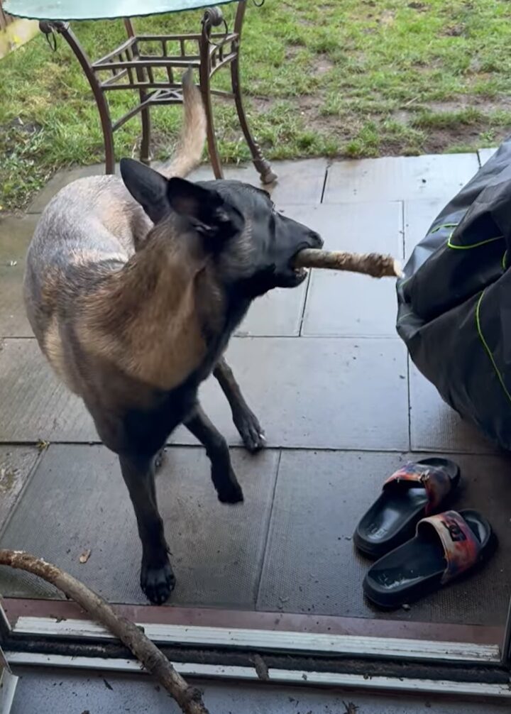 木の枝をくわえて帰ってきた愛犬。お家に入ってこれないようだけど・・いったいなぜ？？【海外・動画】