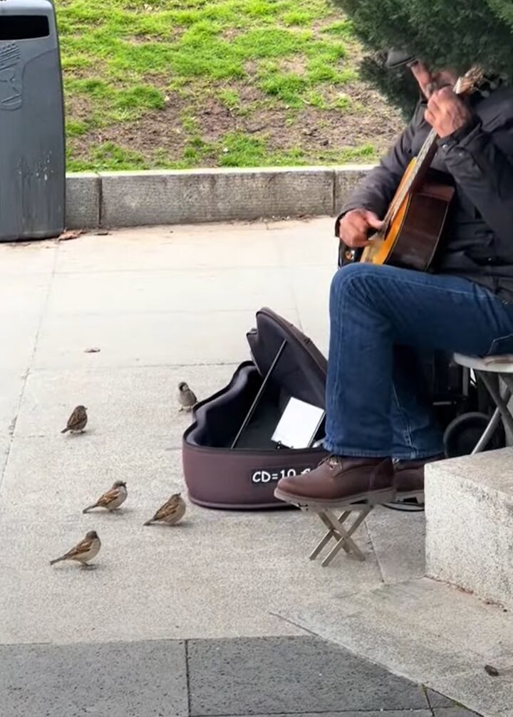 演奏に聞き惚れている？ギタリストの前に小鳥たちが大集合！！【海外・動画】