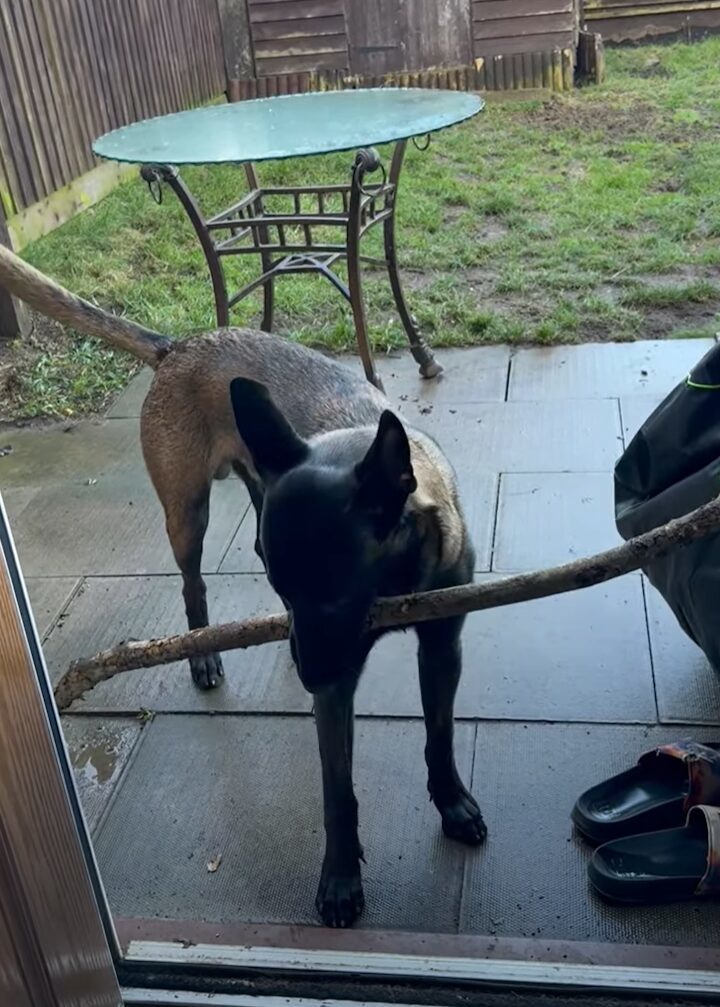 木の枝をくわえて帰ってきた愛犬。お家に入ってこれないようだけど・・いったいなぜ？？【海外・動画】