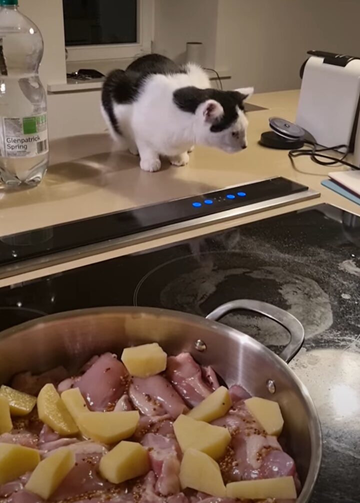 子猫が料理のお手伝い？パネルが気になるようでおててを伸ばしたら・・、ママさんはうれしくてサムズアップ！！【海外・動画】