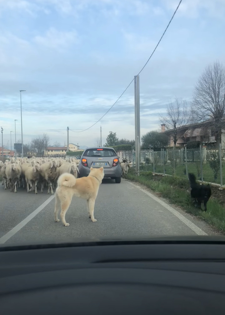 犬が一頭やって来たと思ったら・・、なんとビックリ！その後ろから道路いっぱいに羊がやって来るではないですか！！