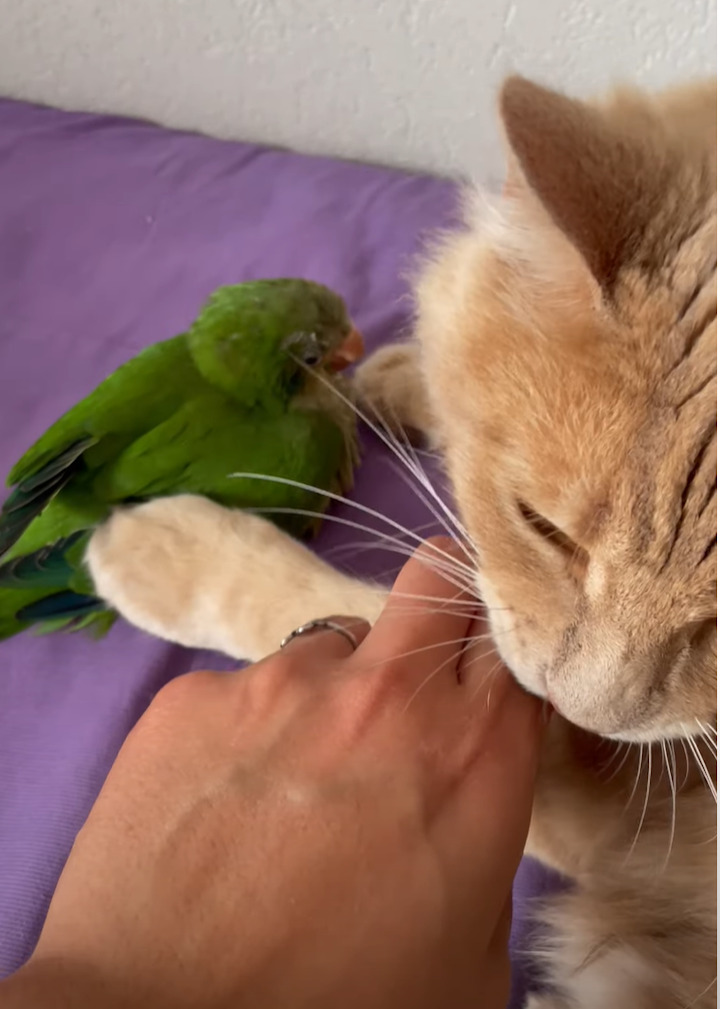 インコをぎゅっと抱きしめている猫。大好きなインコから絶対に離れたくないようで・・【海外・動画】