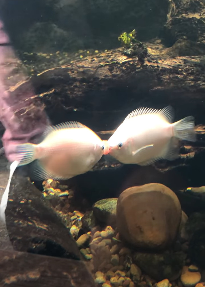 魚が水槽にぶつかっている！？いえ、2匹の魚がキスしています！！