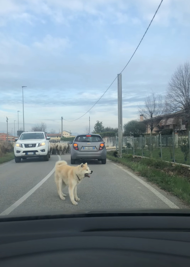 犬が一頭やって来たと思ったら・・、なんとビックリ！その後ろから道路いっぱいに羊がやって来るではないですか！！