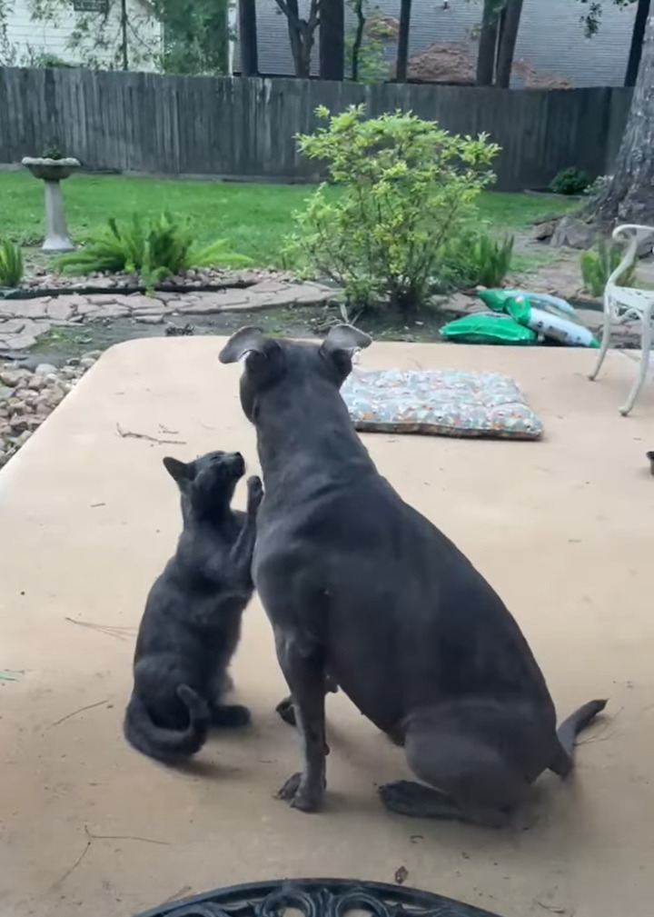 子犬がじゃれついて親にかまってもらおうとしているのかと思いきや・・。じゃれついているのは子犬ではなく、似た毛並みをした猫でした！！