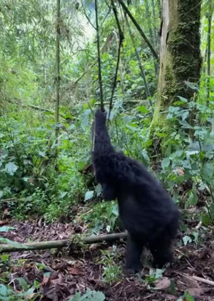 つるにつかまって大回転！ブドウの木のつるにぶら下がるゴリラの赤ちゃん、その姿は大はしゃぎをしているみたい！！【海外・動画】