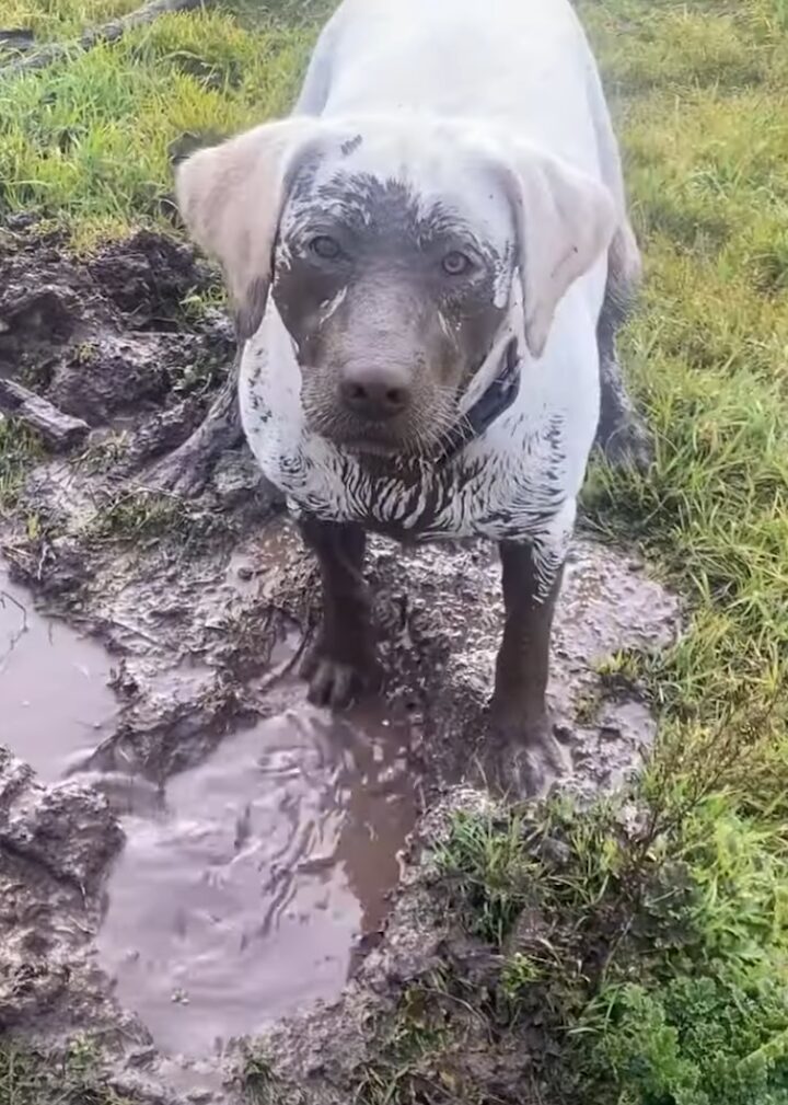 一心不乱に泥遊びをする犬。ひたすら穴掘りをしていますが・・顔を上げたらもちろん！！【アメリカ・動画】