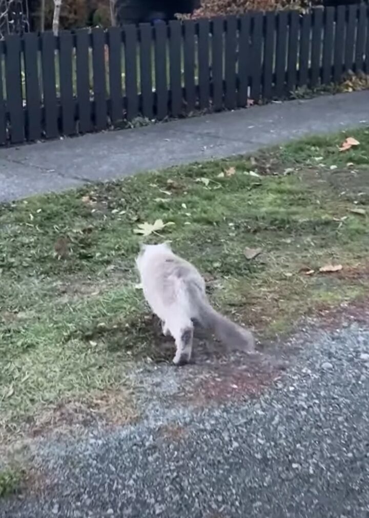 気になって仕方ニャい？猫が通りすがりのネズミの尾行を始めました【海外・動画】