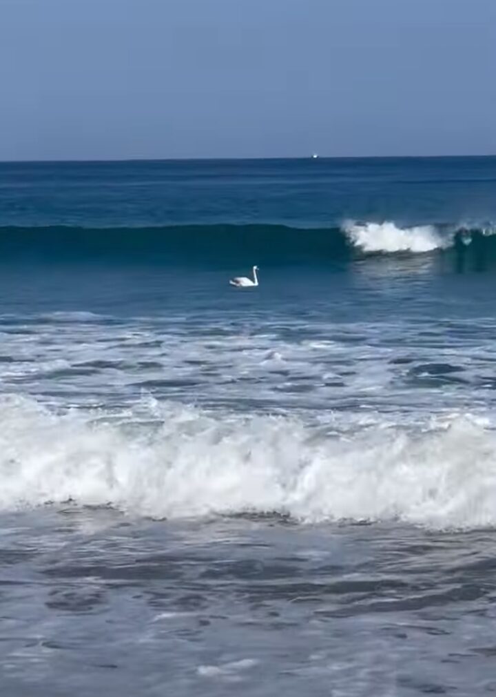 白鳥も波に乗る！？大きな波でパドリングしている姿に驚き！！【海外・動画】