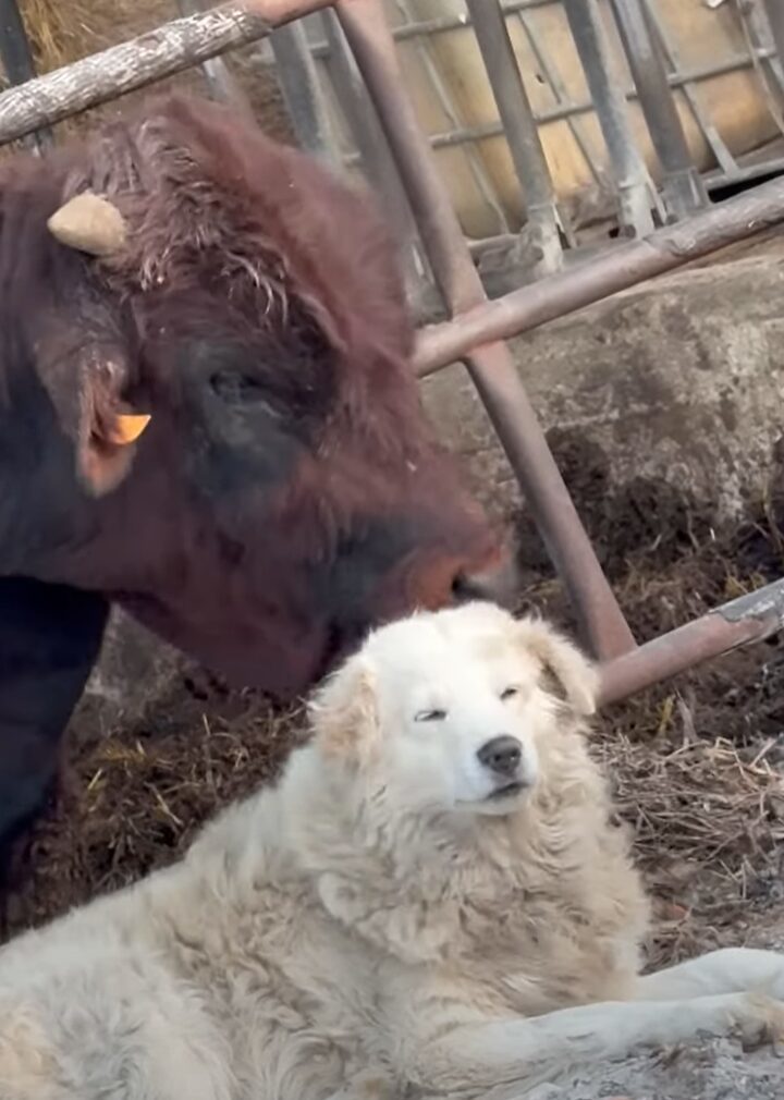 深い絆が見て取れる。犬のことをウシが一生懸命毛づくろい！！【海外・動画】