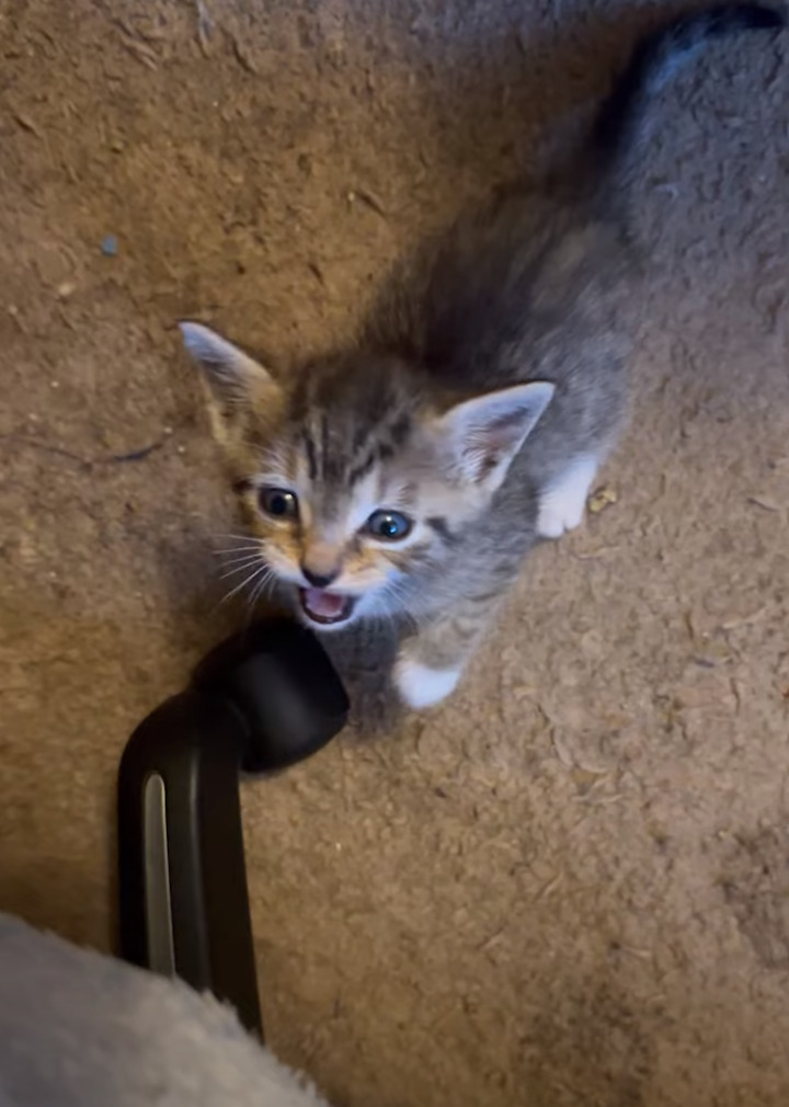 飼い主さんの膝の上に行きたい子猫。起き上がっても、ちっちゃすぎてジャンプはまだ上手にできなくて・・【アメリカ・動画】