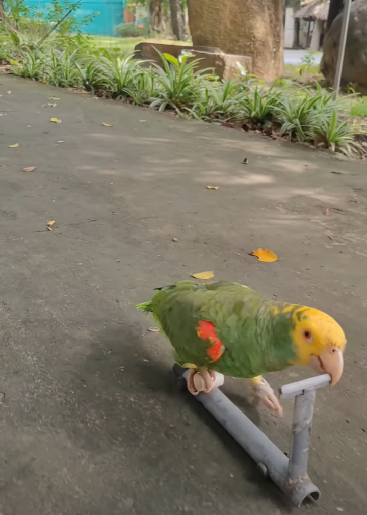 インコが専用キックボードに乗り駆ける！上手に地面をキックして進む姿にビックリ！！【海外・動画】