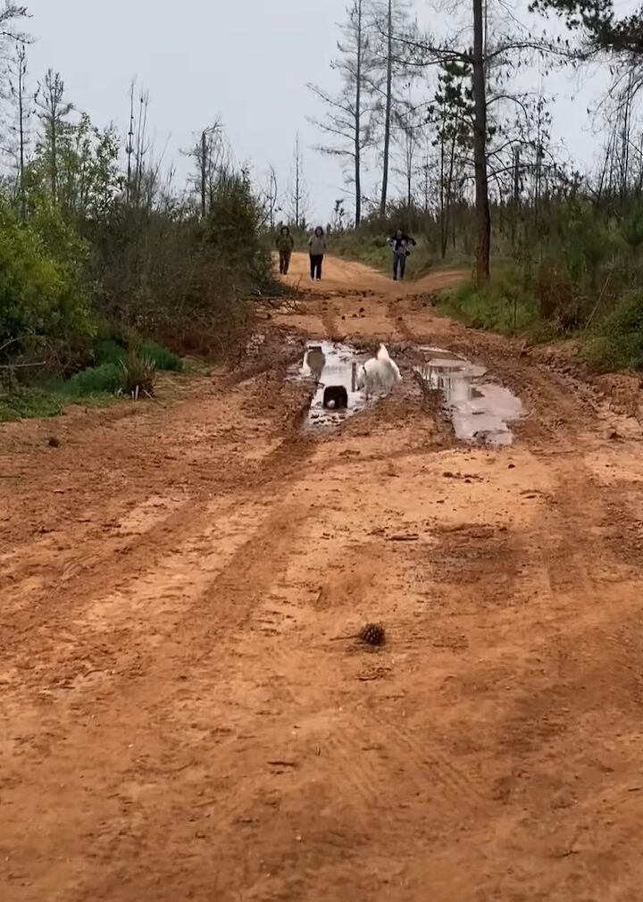 泥遊びを満喫する犬たち。道路にできた水たまりに向かって一直線！！【海外・動画】