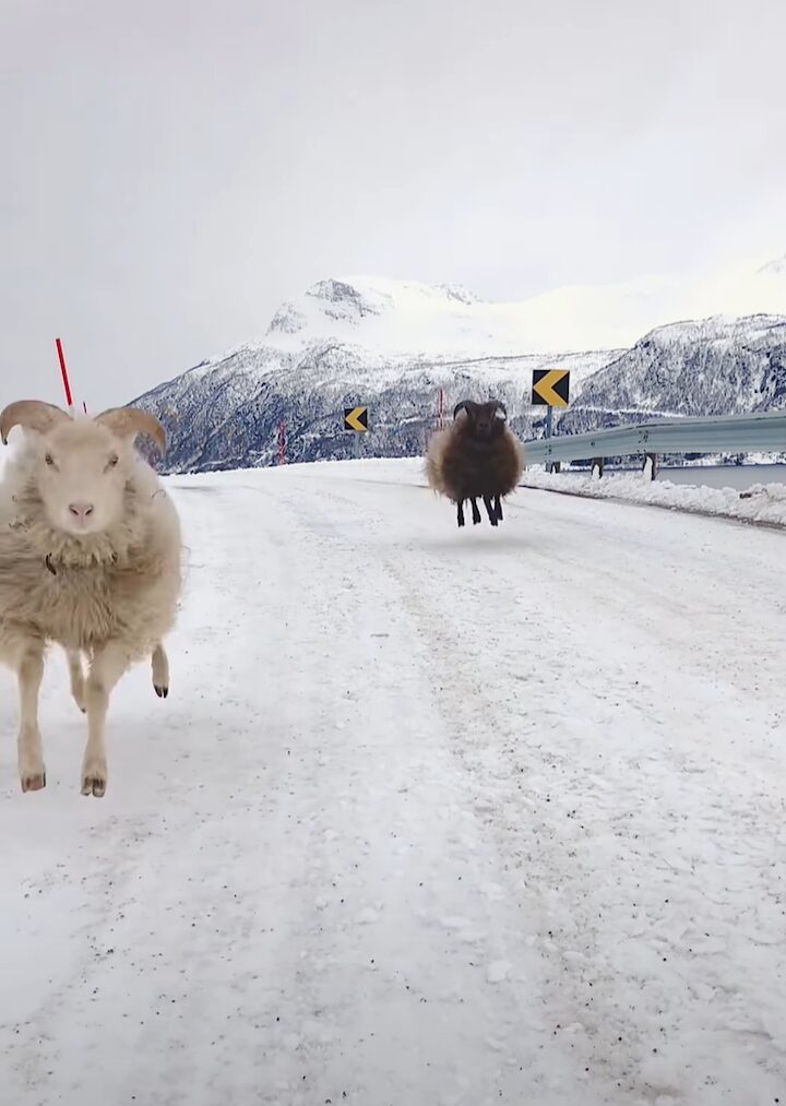 山道を散歩するヒツジたち。雪も降ってテンションが上がっているのか、ぴょんぴょん跳ねているのがかわいい！！【海外・動画】