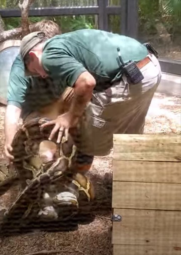 飼育員さんの足にからまって掴まる巨大なヘビ。こんな状況でも飼育員さんは冷静な上、なんとお客さんに解説もしていました！【アメリカ・動画】