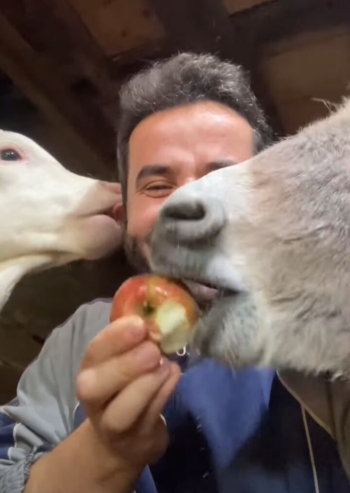 リンゴをもらいもぐもぐ食べるロバ。リンゴを差し出している男性ですが・・、その耳がウシにパクパクされている！？