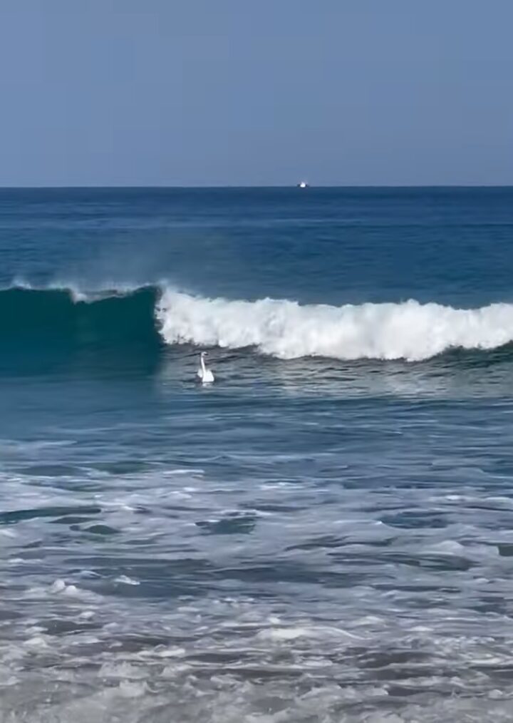 白鳥も波に乗る！？大きな波でパドリングしている姿に驚き！！【海外・動画】