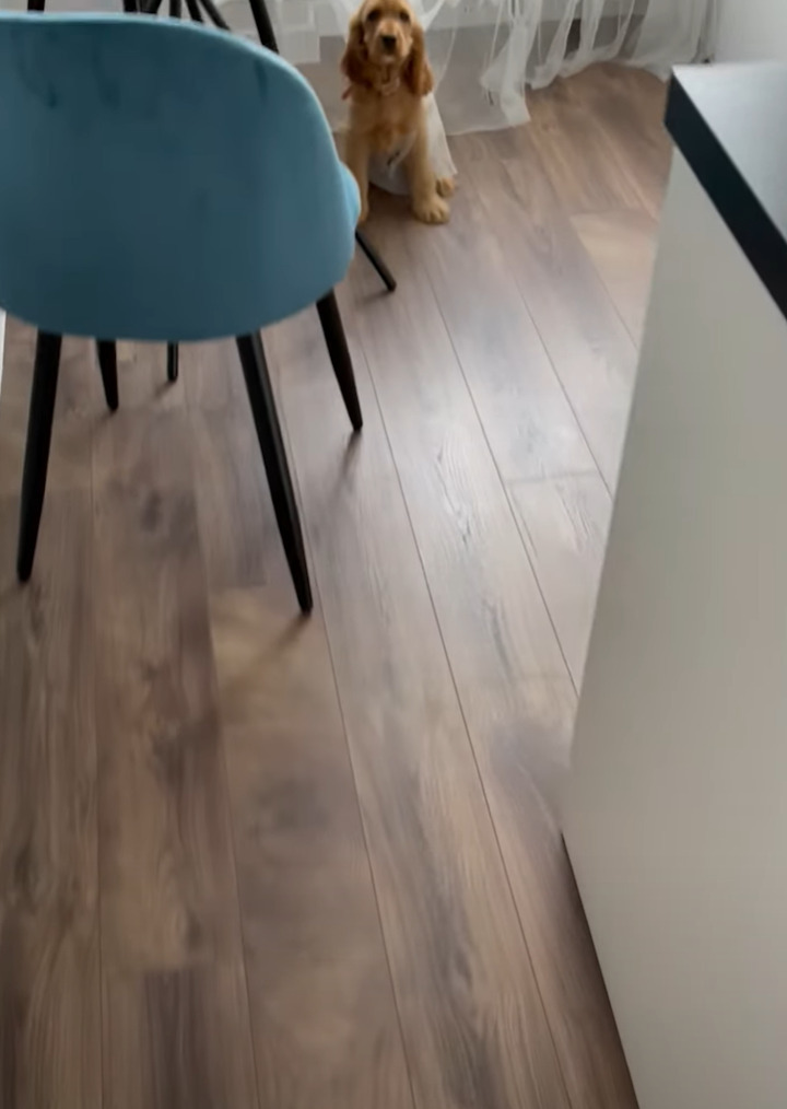 カーテンでイタズラして遊んでいた子犬。破いてできた穴にハマって抜け出せなくなっちゃいました!!【海外・動画】