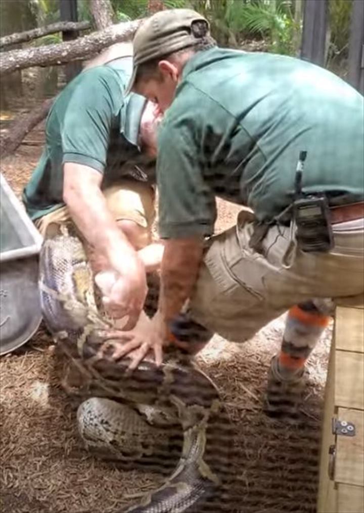 飼育員さんの足にからまって掴まる巨大なヘビ。こんな状況でも飼育員さんは冷静な上、なんとお客さんに解説もしていました！【アメリカ・動画】