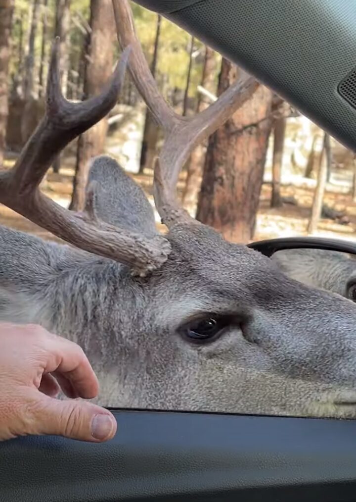 野生動物とは思えない人懐っこさ！シカが車に近寄ってくると・・なでてアピールしてきた！！【アメリカ・動画】