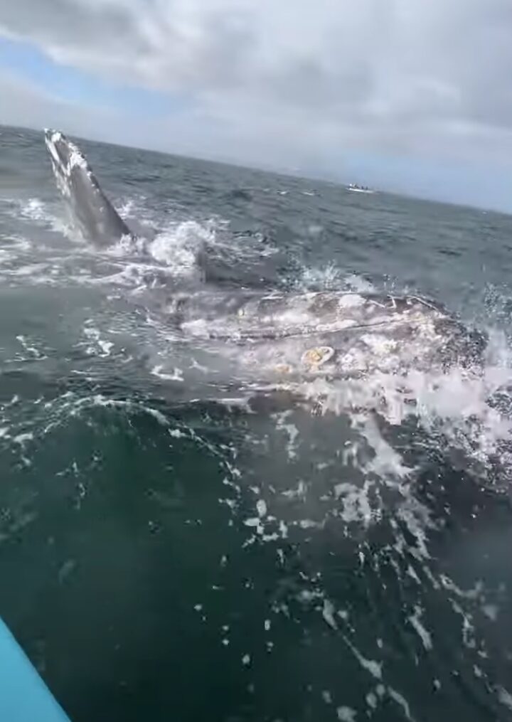 クジラが船に並走！？感動の光景に歓声もあがります！！【海外・動画】