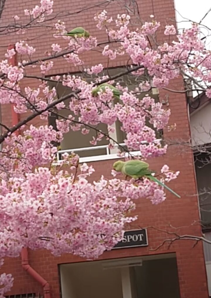 桜の相性のいい鳥と言ったら「メジロ」だよねと思ったら・・インコたちの姿が！！