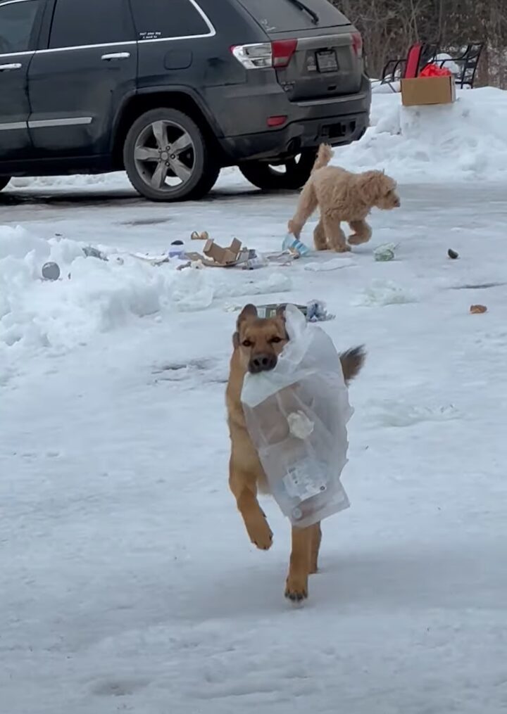 ゴミ出しを手伝ってくれる賢くて優しい愛犬。だけどみんな戸惑いうまさかのハプニングが！！【海外・動画】