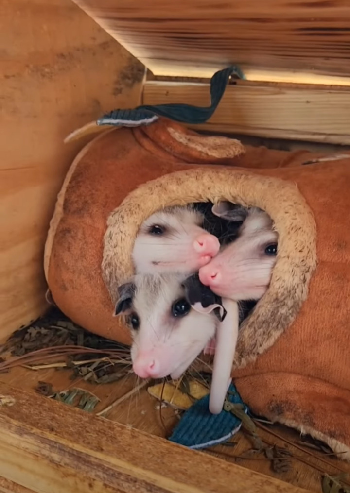 ミッチミチなのもかわいい！寝床から顔を出すオポッサムの赤ちゃんは全部で3匹かと思いきや・・【アメリカ・動画】