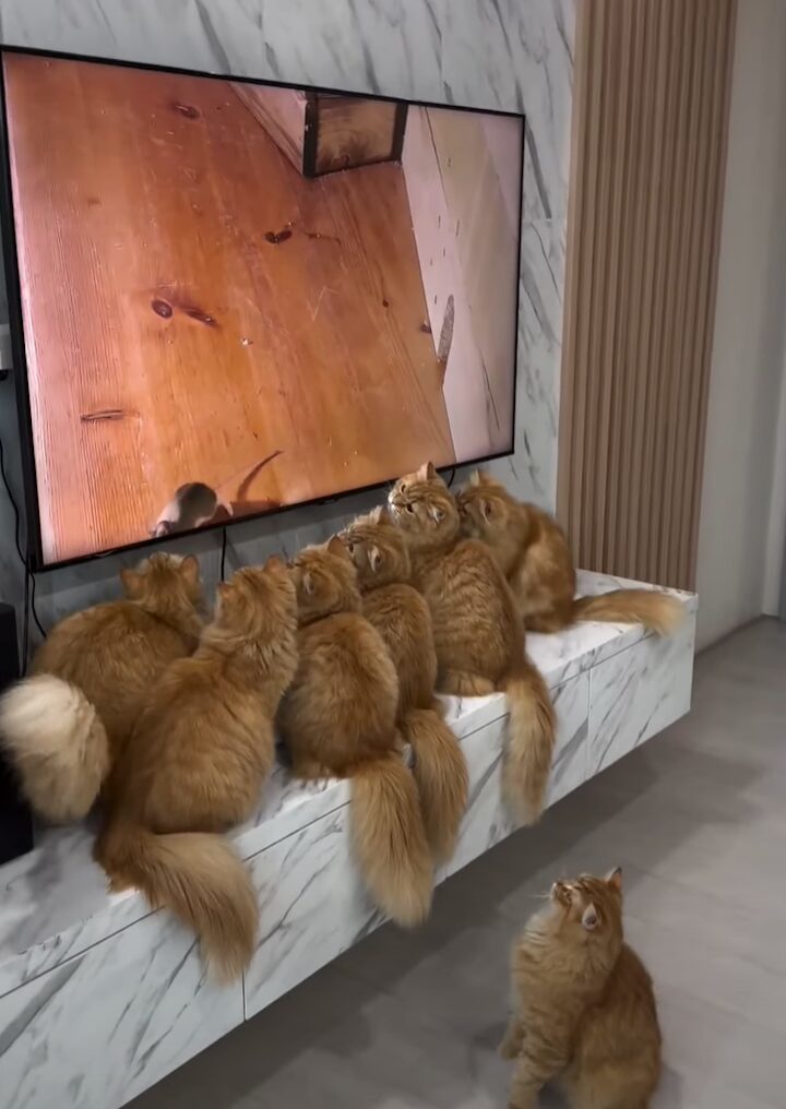 ネコたちはテレビの前から動かない！何を見るのに夢中になっているのかな？