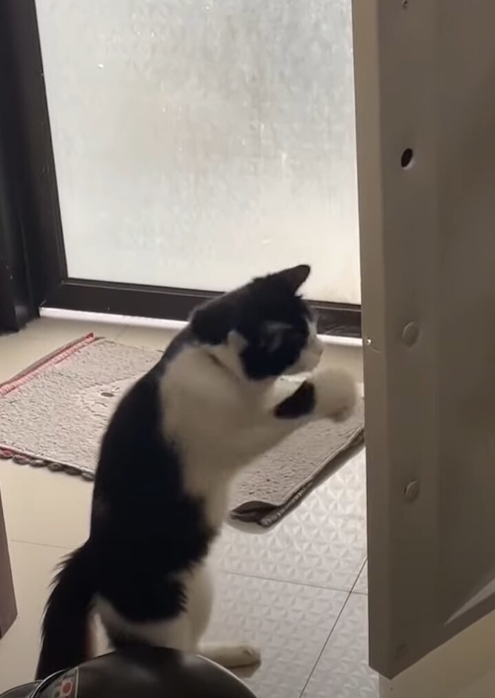 両手で連続猫パンチ！扉を閉めたいみたいですが・・、うまくいくかな？？【海外・動画】