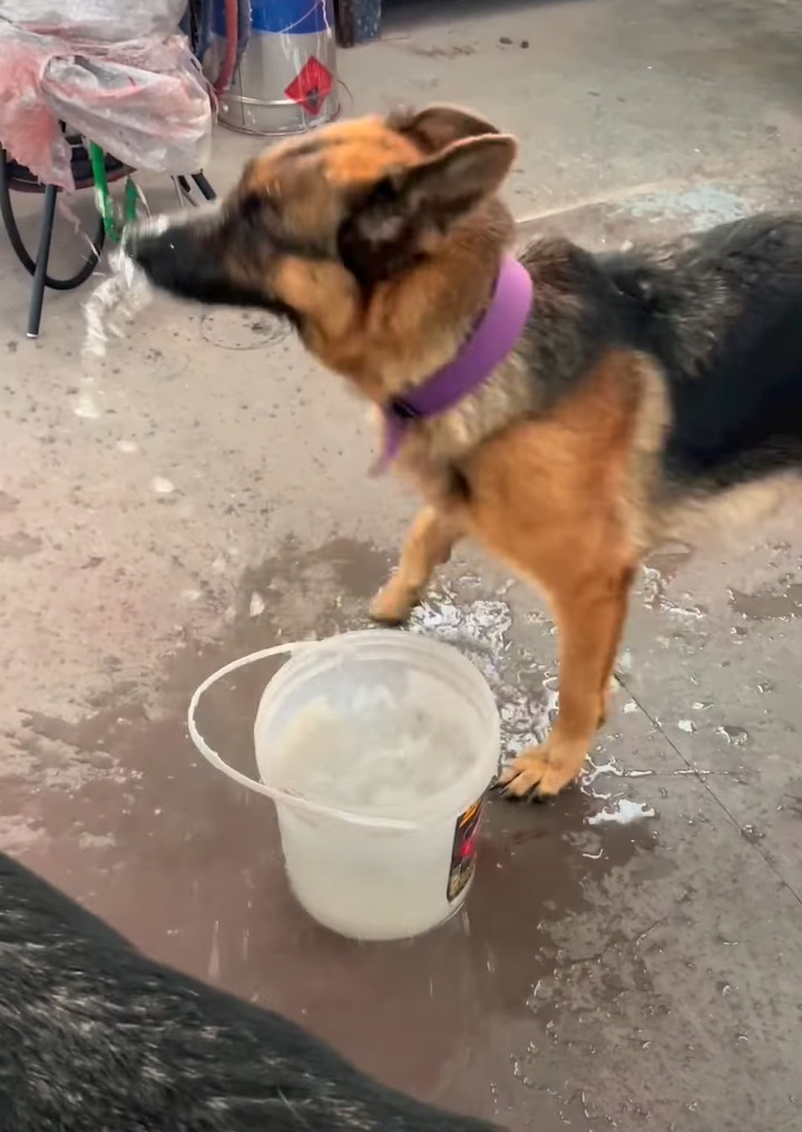 水を飲むだけでも個性が出る！水をガブガブ頭を容器に突っ込んで飲む子と優雅に飲む愛犬たち【海外・動画】