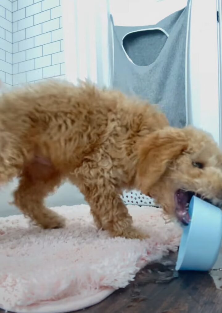 遊び盛りの子犬には水の入ったボウルもオモチャ！はしゃいでいるので周りはビショビショに！！