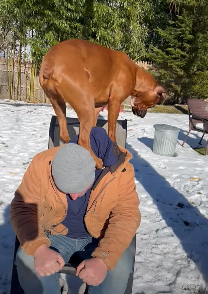 肩車して欲しかったのかな？チェアに腰掛ける男性の上に乗るボクサー犬。陣取ったのは、膝の上ではなく・・！？【海外・動画】