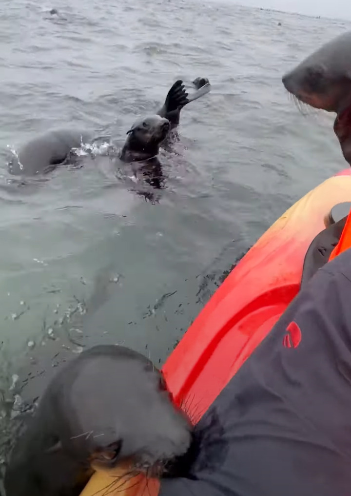 ナミビアの海をカヤック中に起きたミラクル！眼前にオットセイの大規模な群れが！中にはカヤックに飛び乗る子まで！！