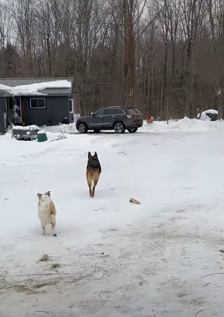 ゴミ出しを手伝ってくれる賢くて優しい愛犬。だけどみんな戸惑いうまさかのハプニングが！！【海外・動画】