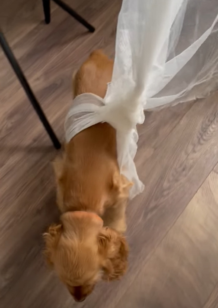 カーテンでイタズラして遊んでいた子犬。破いてできた穴にハマって抜け出せなくなっちゃいました!!【海外・動画】