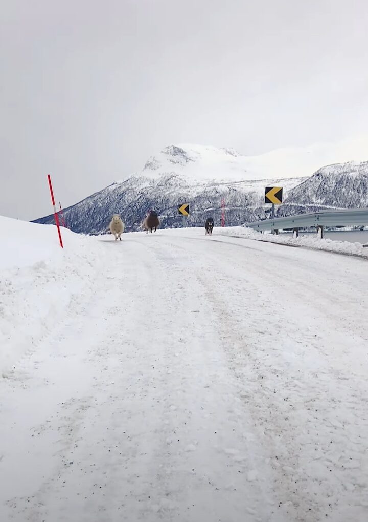 山道を散歩するヒツジたち。雪も降ってテンションが上がっているのか、ぴょんぴょん跳ねているのがかわいい！！【海外・動画】