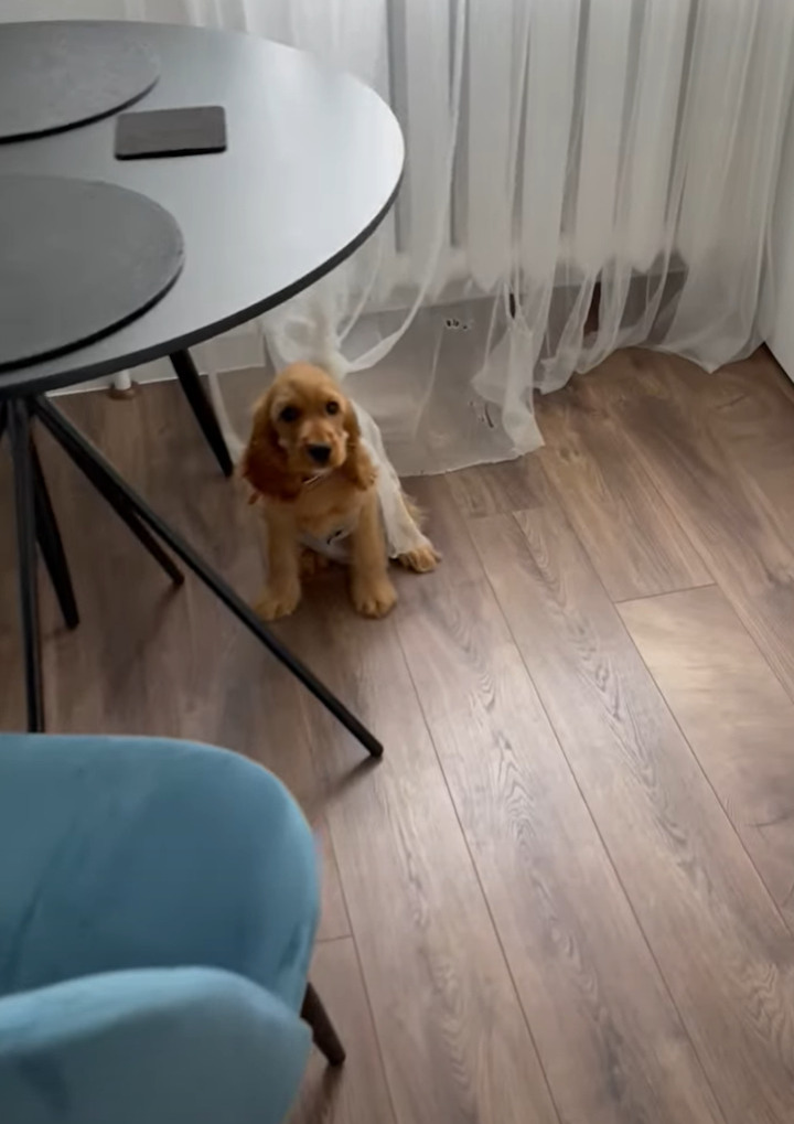 カーテンでイタズラして遊んでいた子犬。破いてできた穴にハマって抜け出せなくなっちゃいました!!【海外・動画】