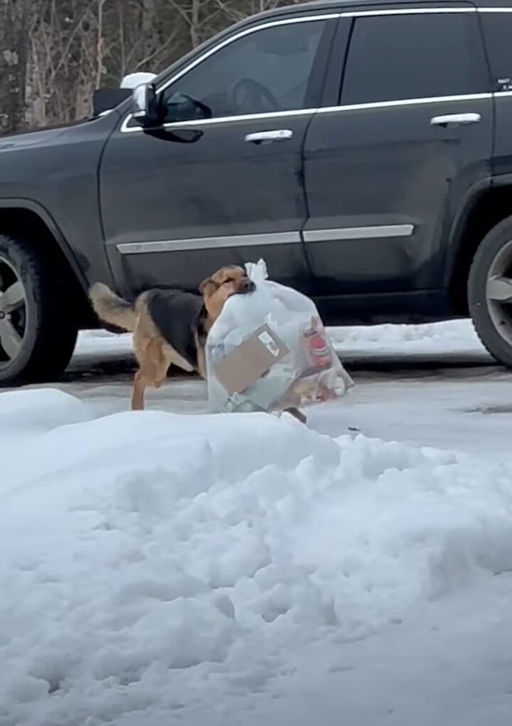 ゴミ出しを手伝ってくれる賢くて優しい愛犬。だけどみんな戸惑いうまさかのハプニングが！！【海外・動画】