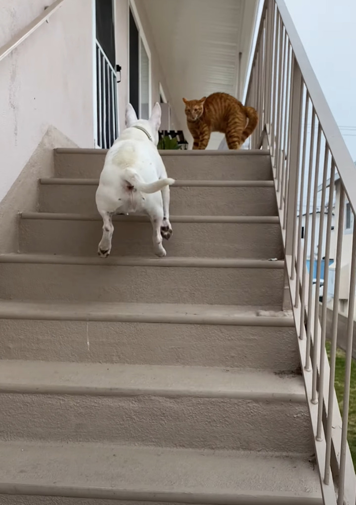 階段の上にいる猫にちょっかいをかけにいった愛犬。しかし「シャー！！」と威嚇されたその瞬間・・！！【アメリカ・動画】