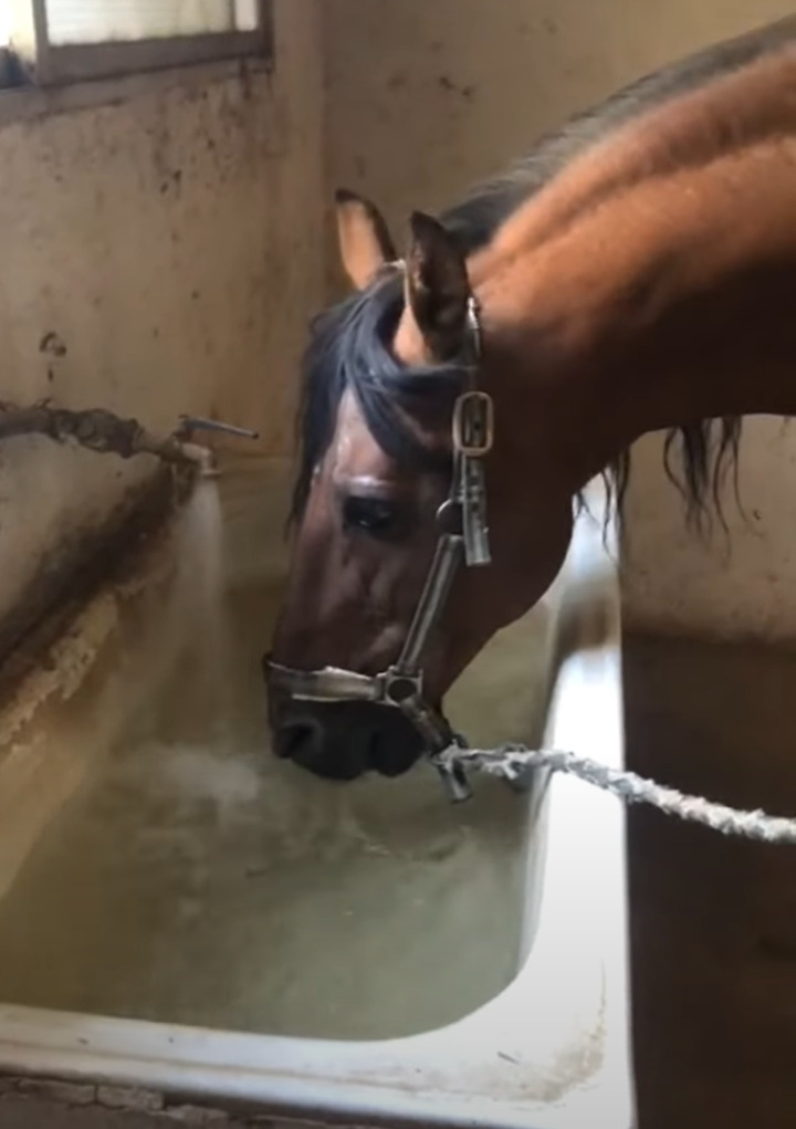 水が貯まるのを待っているのかな？水を停められた馬は・・すぐ蛇口をひねって再開させます！！【海外・動画】