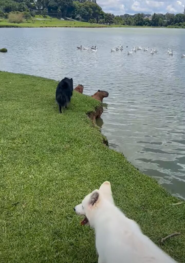 公園を散歩中の愛犬たち。目の前にカピバラたちがいるのを見つけてひっそり近寄りますが・・気付かれちゃった！！【海外・動画】