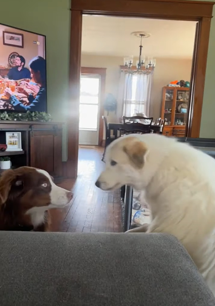 名前を呼ばれ飼い主さんのもとへ駆けつけようとした子犬。ところがジャンプしたその瞬間！！