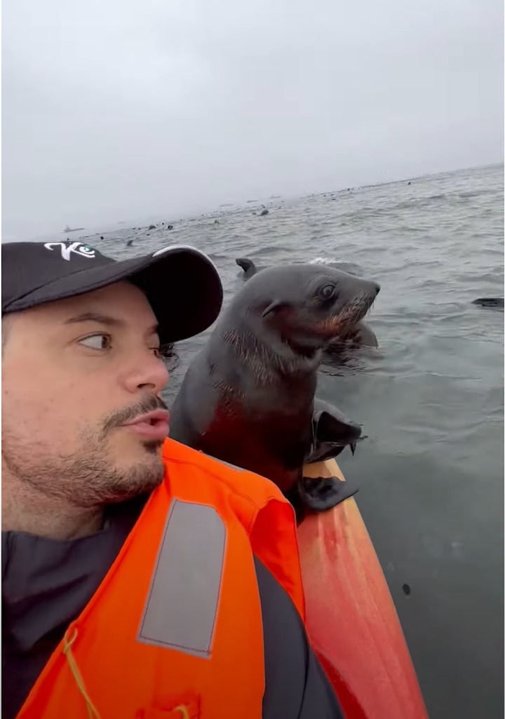 ナミビアの海をカヤック中に起きたミラクル！眼前にオットセイの大規模な群れが！中にはカヤックに飛び乗る子まで！！