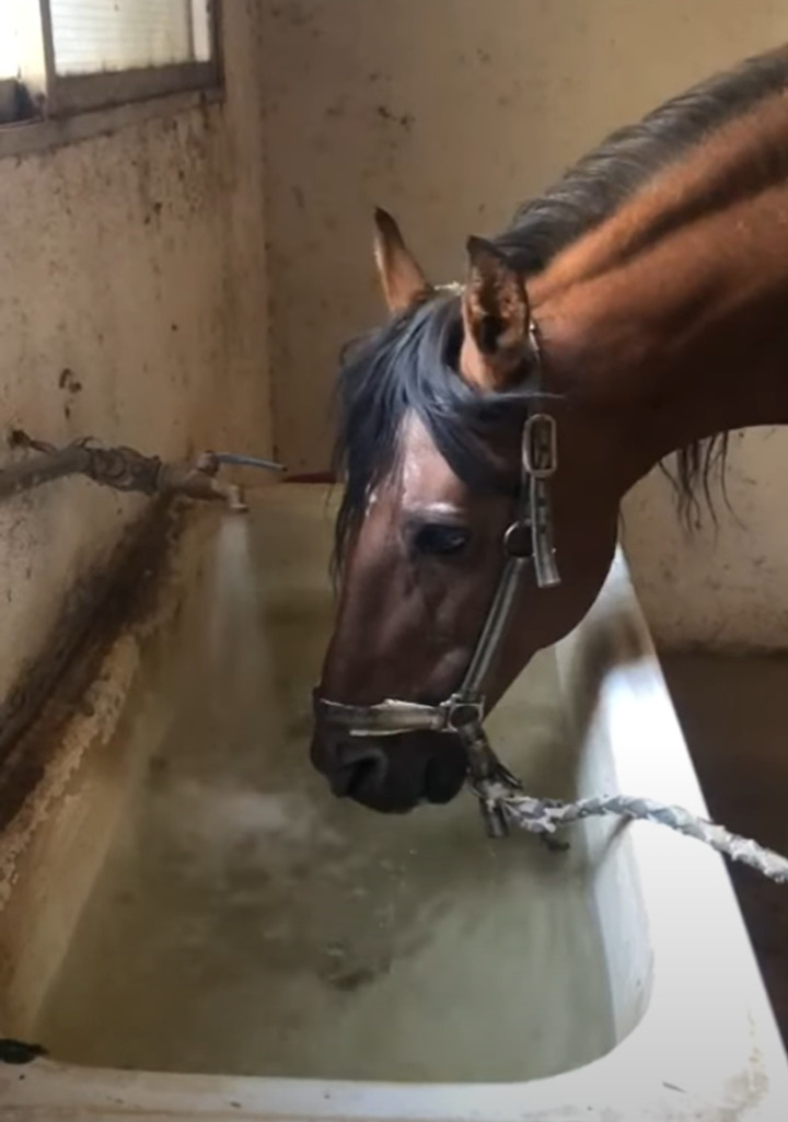 水が貯まるのを待っているのかな？水を停められた馬は・・すぐ蛇口をひねって再開させます！！【海外・動画】