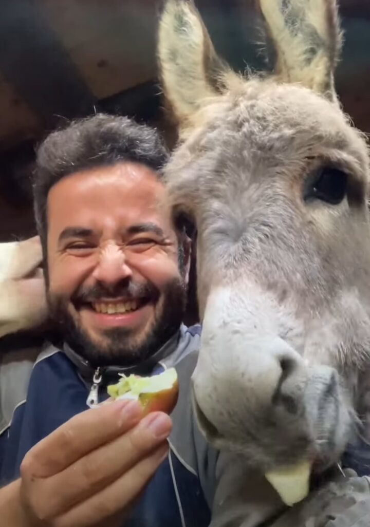 リンゴをもらいもぐもぐ食べるロバ。リンゴを差し出している男性ですが・・、その耳がウシにパクパクされている！？