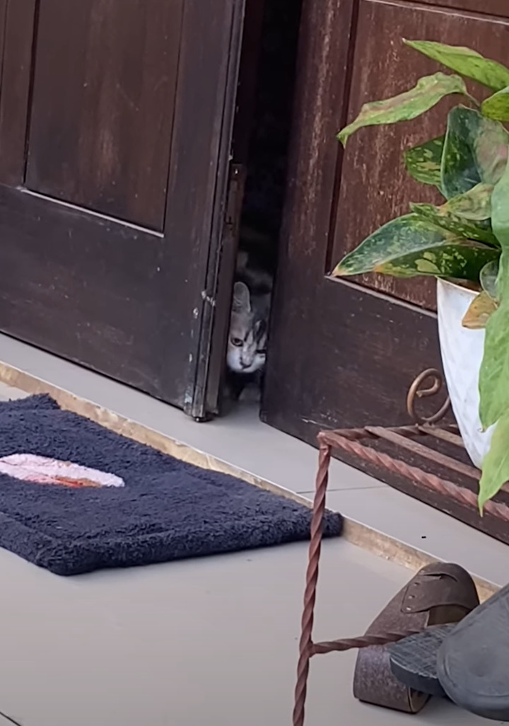 あとちょっと開けば・・。ドアを通り抜けたい猫は外に出るため必死です！！【海外・動画】