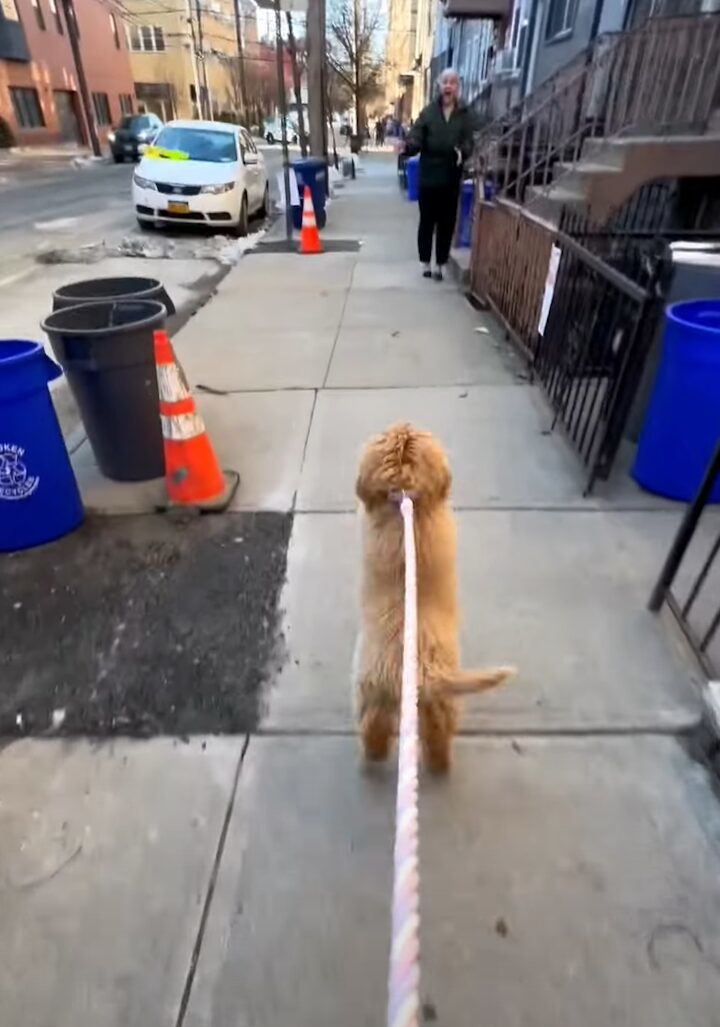 みんなを笑顔にする人懐っこい子犬。お散歩中にぴょんぴょん跳ねてすれ違う人たちに元気なご挨拶！！【アメリカ・動画】