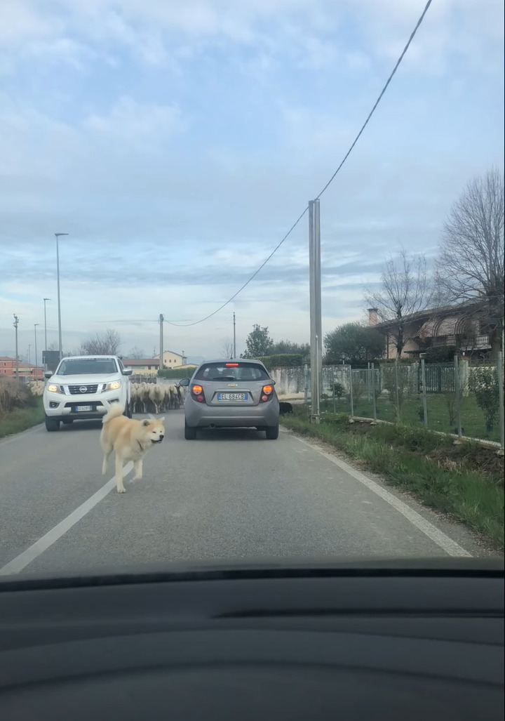 犬が一頭やって来たと思ったら・・、なんとビックリ！その後ろから道路いっぱいに羊がやって来るではないですか！！