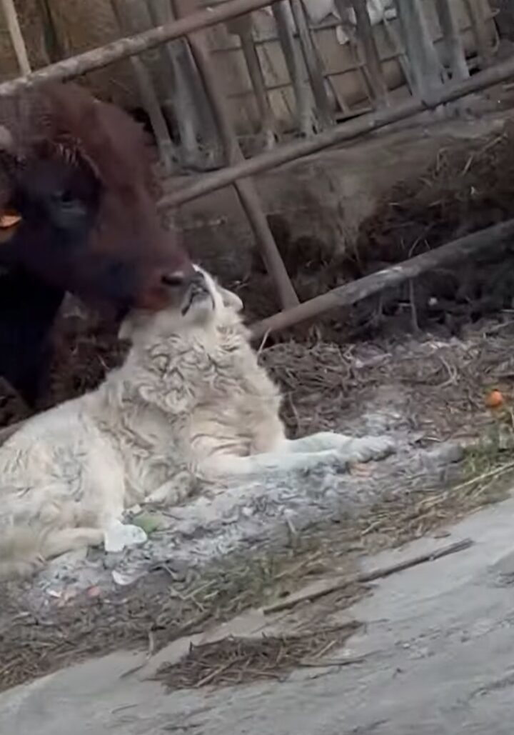 深い絆が見て取れる。犬のことをウシが一生懸命毛づくろい！！【海外・動画】